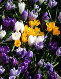 Menu 90 Days Of Spring Flowers Garden Kit 21 Menu 90 Days Of Spring Flowers Garden Kit -Outlet Holland Bulb Farms Store 83101 large mixed crocus 5