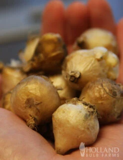 Menu Mid Spring Blooms Collection -Outlet Holland Bulb Farms Store 83102 blue grape hyacinth 3 2