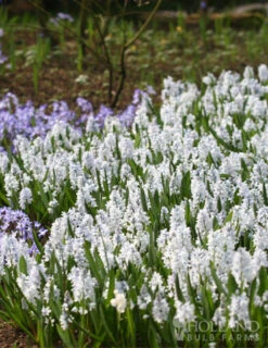 Menu Cool And Calm Blue Collection -Outlet Holland Bulb Farms Store 83103 striped squill 2