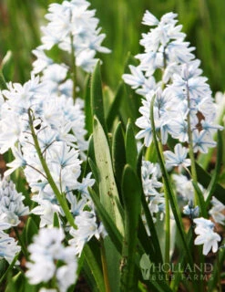 Menu Cool And Calm Blue Collection -Outlet Holland Bulb Farms Store 83103 striped squill