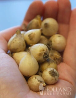 Menu Cool And Calm Blue Collection -Outlet Holland Bulb Farms Store 83103 striped squill 3