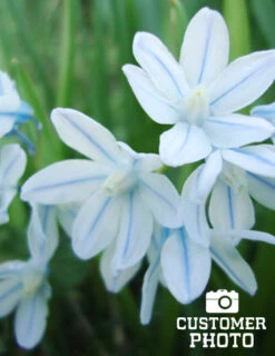 Menu Cool And Calm Blue Collection -Outlet Holland Bulb Farms Store 83103 striped squill 4