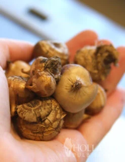 Menu Purple Blend Of Crocus Collection -Outlet Holland Bulb Farms Store 83108 prince claus crocus 2 1