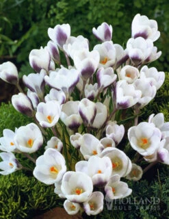 Menu Charming Crocus Collection -Outlet Holland Bulb Farms Store 83108 prince claus crocus