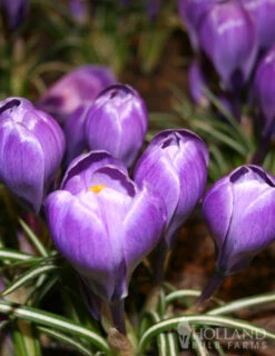 Menu River Of Blue Garden Collection -Outlet Holland Bulb Farms Store 83110 ruby giant specie crocus 2