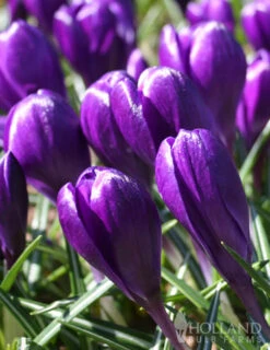 Menu Purple Blend Of Crocus Collection -Outlet Holland Bulb Farms Store 83110 ruby giant specie crocus 3 2