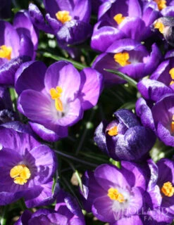 Menu Purple Blend Of Crocus Collection -Outlet Holland Bulb Farms Store 83110 ruby giant specie crocus 4 2