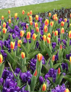 Menu Purple Blend Of Crocus Collection -Outlet Holland Bulb Farms Store 83110 ruby giant specie crocus 5 2