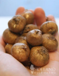 Menu Classic Crocus Collection -Outlet Holland Bulb Farms Store 83110 ruby giant specie crocus 6 1