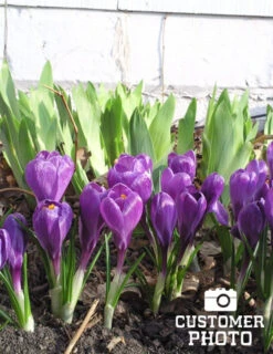 Menu River Of Blue Garden Collection -Outlet Holland Bulb Farms Store 83110 ruby giant specie crocus 7