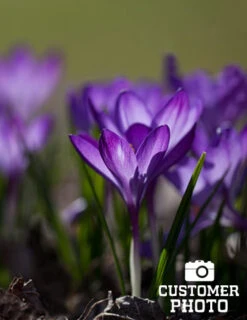 Menu River Of Blue Garden Collection -Outlet Holland Bulb Farms Store 83110 ruby giant specie crocus 8