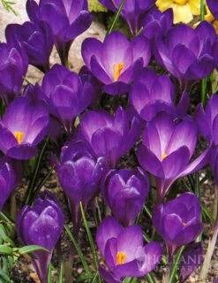 Menu Purple Blend Of Crocus Collection -Outlet Holland Bulb Farms Store 83110 ruby giant specie crocus 9