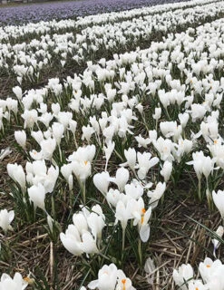 Menu Classic Crocus Collection -Outlet Holland Bulb Farms Store 83113 jeanne d arc crocus 3 2