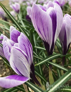 Menu Purple Blend Of Crocus Collection -Outlet Holland Bulb Farms Store 83115 king of striped crocus
