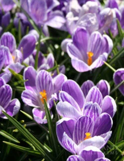 Menu Purple Blend Of Crocus Collection -Outlet Holland Bulb Farms Store 83115 king of the striped giant crocus