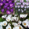 Menu Purple Blend Of Crocus Collection