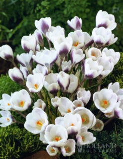 Best Seller -Outlet Holland Bulb Farms Store 83118 purple blend of crocus collection 2