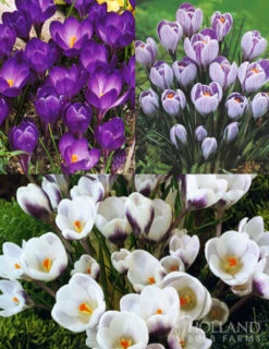Menu Purple Blend Of Crocus Collection