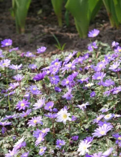 Menu Late Spring Blooms Collection -Outlet Holland Bulb Farms Store 83120 grecian windflower 2 1