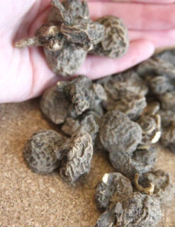 Menu Late Spring Blooms Collection -Outlet Holland Bulb Farms Store 83120 grecian windflower 3 1