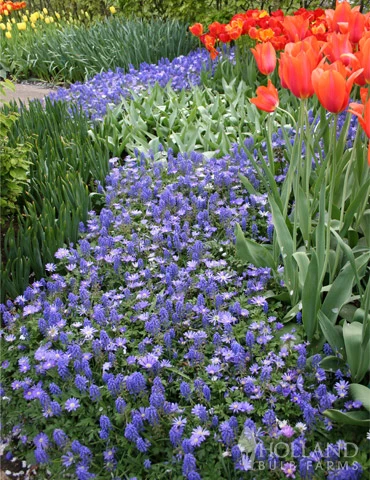 Menu Celebrate Spring Blend 13 Menu Celebrate Spring Blend - Image 11