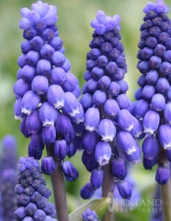 Menu Bells And Blue Duo Collection -Outlet Holland Bulb Farms Store 83123 blue grape hyacinth 1