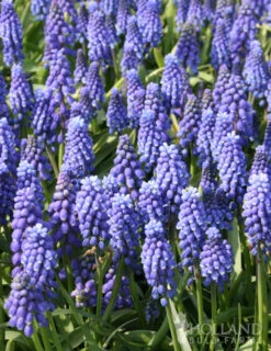 Menu Bells And Blue Duo Collection -Outlet Holland Bulb Farms Store 83123 blue grape hyacinth 2 1