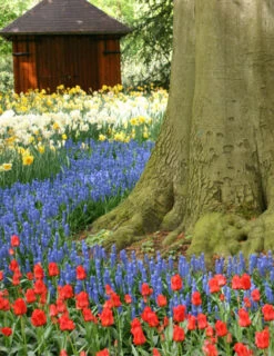 Menu Mid Spring Flowers Garden Kit -Outlet Holland Bulb Farms Store 83123 blue grape hyacinth 3