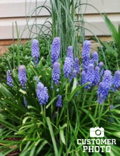 Menu Bells And Blue Duo Collection -Outlet Holland Bulb Farms Store 83123 blue grape hyacinth 5 1