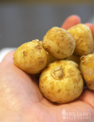 Menu Simple Deer Resistant Garden Collection 8 Menu Simple Deer Resistant Garden Collection - Image 6