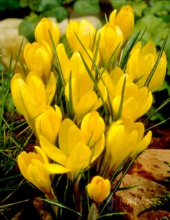 Menu Charming Crocus Collection -Outlet Holland Bulb Farms Store 83137 charming crocus collection 6