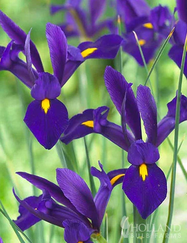 Menu Complete Spring Flower Bulb Garden 5 Menu Complete Spring Flower Bulb Garden - Image 3