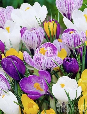 Menu Complete Spring Flower Bulb Garden 8 Menu Complete Spring Flower Bulb Garden - Image 6