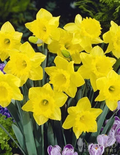 Menu Complete Spring Flower Bulb Garden 12 Menu Complete Spring Flower Bulb Garden -Outlet Holland Bulb Farms Store 83802 daffodils