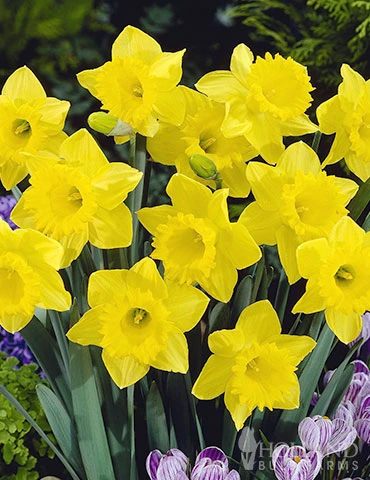 Menu Complete Spring Flower Bulb Garden 7 Menu Complete Spring Flower Bulb Garden - Image 5