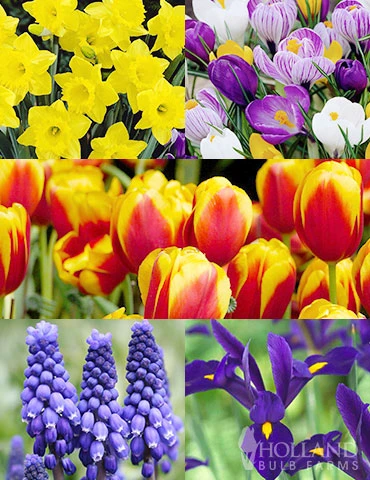 Menu Complete Spring Flower Bulb Garden 3 Menu Complete Spring Flower Bulb Garden