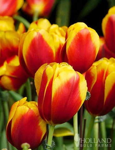 Menu Complete Spring Flower Bulb Garden 4 Menu Complete Spring Flower Bulb Garden - Image 2