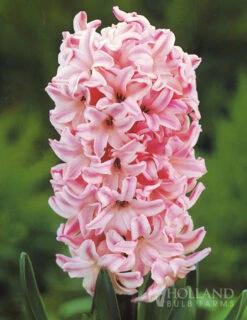 Menu Tickled Pink Collection -Outlet Holland Bulb Farms Store 84100 fondant hyacinth 3 2