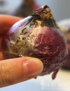 Menu Under The Tree And Blooming Collection 32 Menu Under The Tree And Blooming Collection -Outlet Holland Bulb Farms Store 84100 fondant hyacinth 4