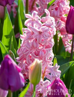 Menu Under The Tree And Blooming Collection 30 Menu Under The Tree And Blooming Collection -Outlet Holland Bulb Farms Store 84100 fondant hyacinths 2