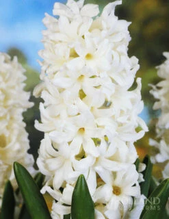 Menu Mid Spring Blooms Collection -Outlet Holland Bulb Farms Store 84105 aiolos hyacinth 3
