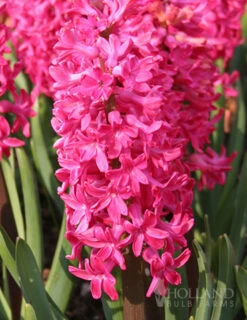 Menu Vivid Hyacinth Collection -Outlet Holland Bulb Farms Store 84106 giant jan bos hyacinth