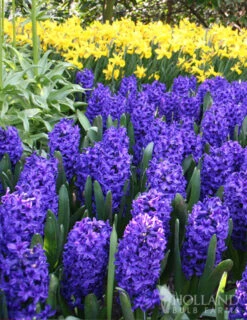 Menu Classic Beauty Spring Collection -Outlet Holland Bulb Farms Store 84110 blue jacket hyacinth 2
