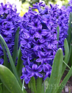 Menu Classic Beauty Spring Collection -Outlet Holland Bulb Farms Store 84110 blue jacket hyacinth 5 1