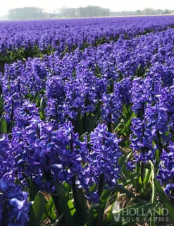 Menu Pastel Mix Hyacinth Collection -Outlet Holland Bulb Farms Store 84110 hyacinths blue 3