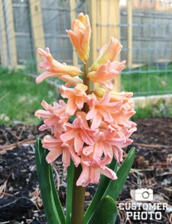 Menu Vivid Hyacinth Collection -Outlet Holland Bulb Farms Store 84113 gipsy queen hyacinth 2 1