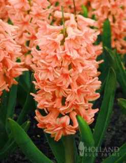 Menu Fragrant Mix Collection -Outlet Holland Bulb Farms Store 84113 gipsy queen hyacinth 3 2