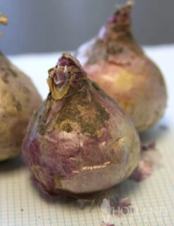 Menu Gipsy's Delight Collection -Outlet Holland Bulb Farms Store 84113 gipsy queen hyacinth 4