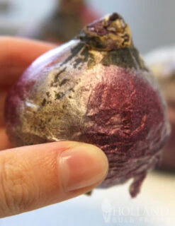 Menu Purple Pizzazz Collection 30 Menu Purple Pizzazz Collection -Outlet Holland Bulb Farms Store 84117 purple pride hyacinth 2 1