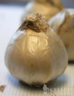 Menu Pastel Mix Hyacinth Collection -Outlet Holland Bulb Farms Store 84118 aiolos hyacinth 2